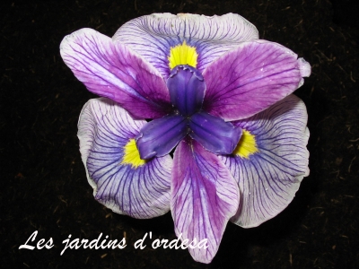 Iris kaempferi royal pagent
